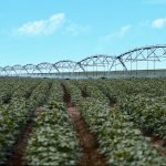 Cotton Irrigation Australia