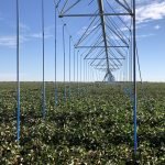 Cotton Irrigation Macquarie Valley Australia 7